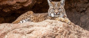 How to Navigate NYU’s Financial Aid Options (A Guide)