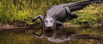 Guide to UF’s Financial Aid Options (How to Get the Most Help)