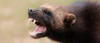 Guide to University of Michigan’s Financial Aid and Student Loan Options