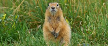 Guide to University of Minnesota’s Financial Aid & Student Loan Options